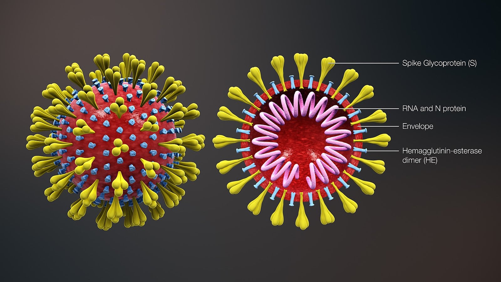 formation of corono virus